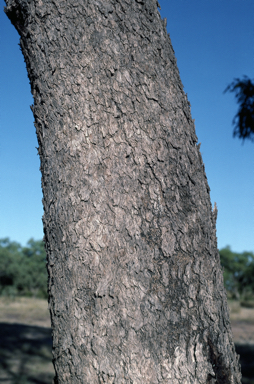 APII jpeg image of Eucalyptus limitaris  © contact APII