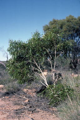 APII jpeg image of Eucalyptus lucens  © contact APII