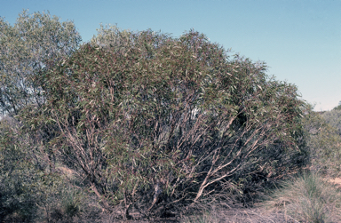 APII jpeg image of Eucalyptus lucens  © contact APII