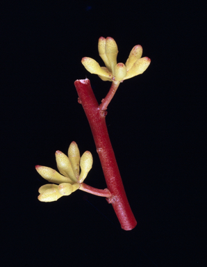 APII jpeg image of Eucalyptus mannensis subsp. mannensis  © contact APII