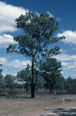 APII jpeg image of Eucalyptus melliodora  © contact APII