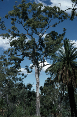 APII jpeg image of Eucalyptus melliodora  © contact APII