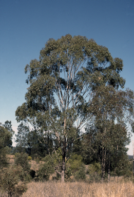 APII jpeg image of Eucalyptus microcarpa  © contact APII