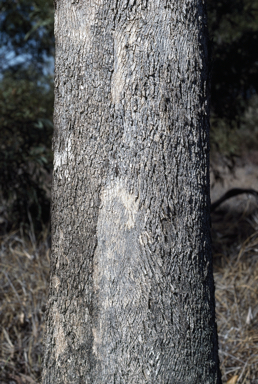 APII jpeg image of Eucalyptus microcarpa  © contact APII