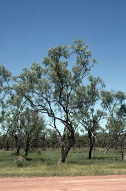 APII jpeg image of Eucalyptus microtheca  © contact APII