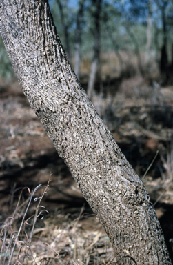 APII jpeg image of Eucalyptus microtheca  © contact APII