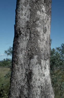 APII jpeg image of Eucalyptus moluccana  © contact APII