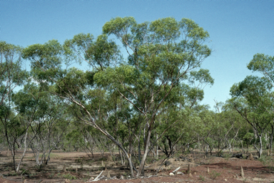 APII jpeg image of Eucalyptus normantonensis  © contact APII