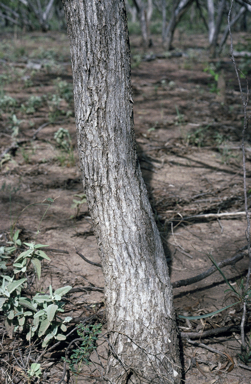 APII jpeg image of Eucalyptus normantonensis  © contact APII