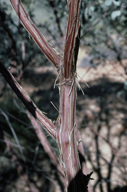 APII jpeg image of Eucalyptus orbifolia  © contact APII