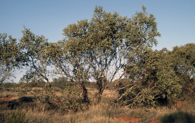 APII jpeg image of Eucalyptus oxymitra  © contact APII