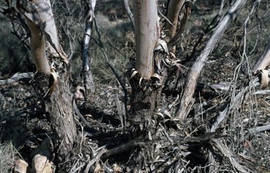 APII jpeg image of Eucalyptus oxymitra  © contact APII