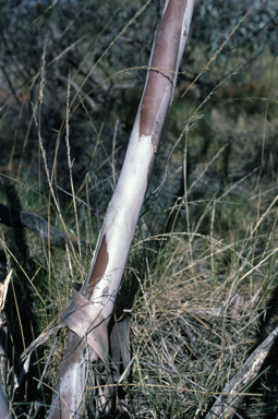 APII jpeg image of Eucalyptus pachyphylla  © contact APII