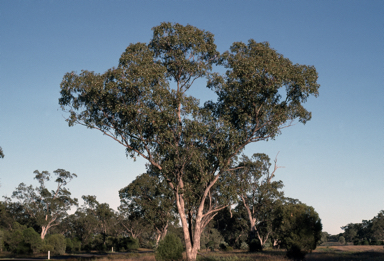 APII jpeg image of Eucalyptus populnea  © contact APII