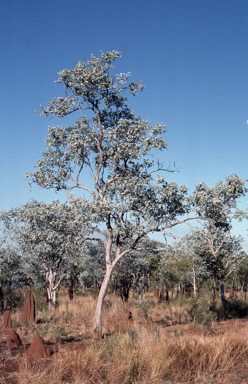 APII jpeg image of Eucalyptus pruinosa  © contact APII