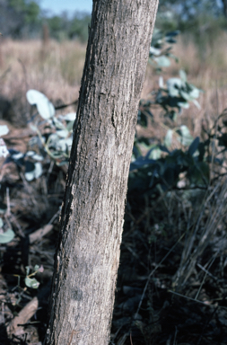 APII jpeg image of Eucalyptus pruinosa  © contact APII