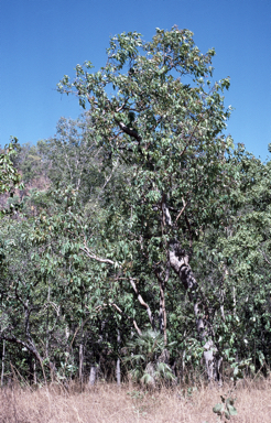 APII jpeg image of Corymbia ptychocarpa  © contact APII