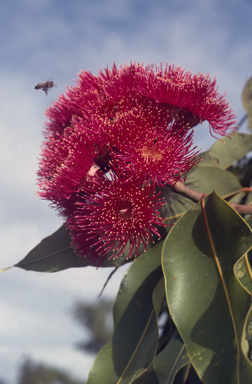 APII jpeg image of Corymbia ptychocarpa  © contact APII