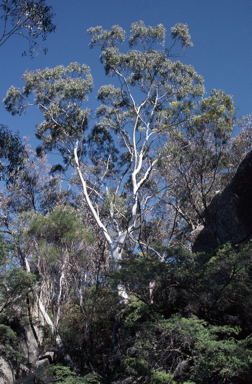 APII jpeg image of Eucalyptus scoparia  © contact APII