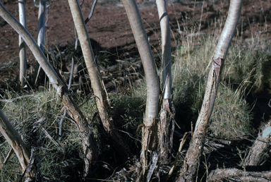 APII jpeg image of Eucalyptus socialis  © contact APII