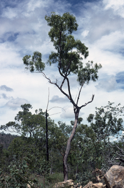 APII jpeg image of Corymbia stockeri  © contact APII