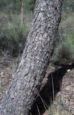 APII jpeg image of Corymbia stockeri  © contact APII