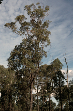 APII jpeg image of Eucalyptus suffulgens  © contact APII