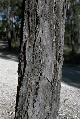 APII jpeg image of Eucalyptus suffulgens  © contact APII