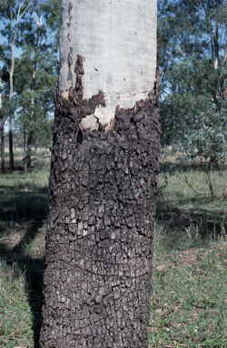 APII jpeg image of Corymbia tessellaris  © contact APII