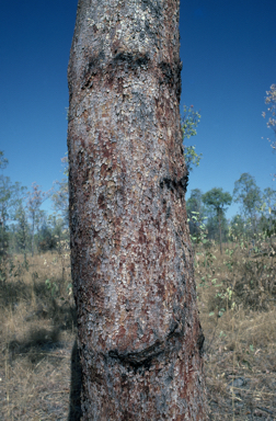 APII jpeg image of Corymbia umbonata  © contact APII