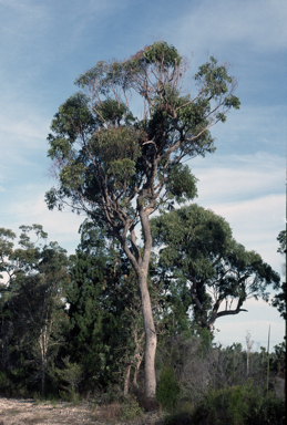 APII jpeg image of Eucalyptus umbra  © contact APII