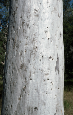 APII jpeg image of Eucalyptus racemosa  © contact APII