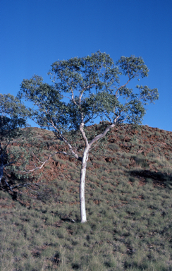 APII jpeg image of Eucalyptus leucophloia subsp. euroa  © contact APII