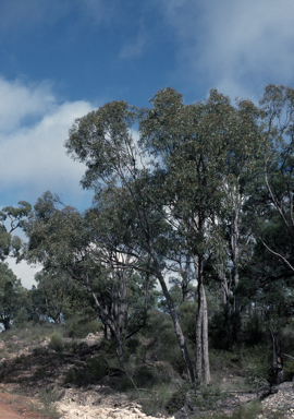 APII jpeg image of Eucalyptus mediocris  © contact APII