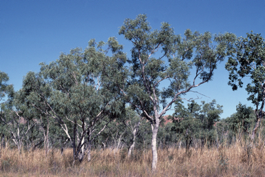 APII jpeg image of Eucalyptus obconica  © contact APII