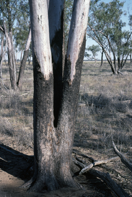 APII jpeg image of Eucalyptus ochrophloia  © contact APII