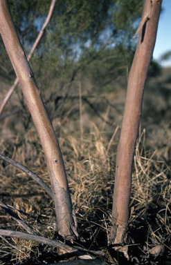 APII jpeg image of Eucalyptus odontocarpa  © contact APII