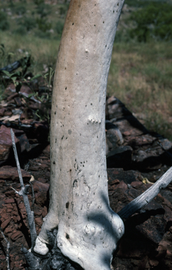 APII jpeg image of Eucalyptus ordiana  © contact APII