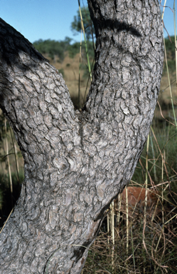 APII jpeg image of Corymbia cadophora subsp. cadophora  © contact APII