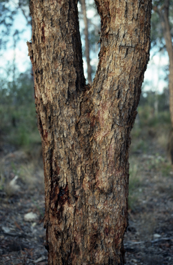 APII jpeg image of Corymbia petalophylla  © contact APII