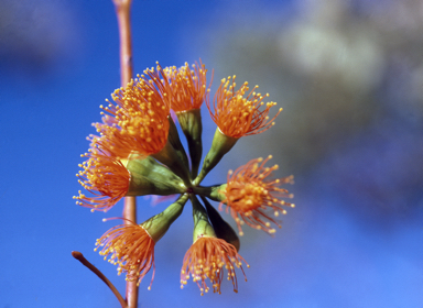 APII jpeg image of Eucalyptus phoenicea  © contact APII