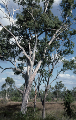 APII jpeg image of Eucalyptus raveretiana  © contact APII