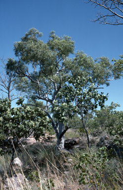 APII jpeg image of Eucalyptus rupestris  © contact APII