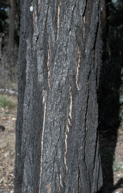 APII jpeg image of Eucalyptus sideroxylon  © contact APII