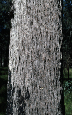 APII jpeg image of Eucalyptus sphaerocarpa  © contact APII