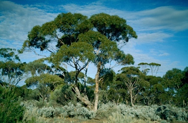 APII jpeg image of Eucalyptus brachycalyx  © contact APII