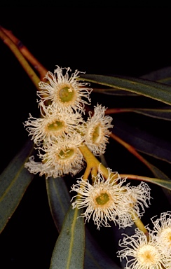 APII jpeg image of Eucalyptus brevipes  © contact APII