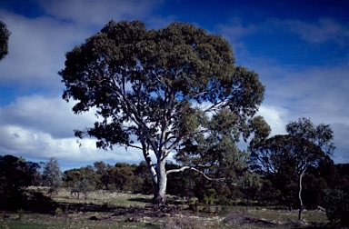 APII jpeg image of Eucalyptus camaldulensis subsp. minima  © contact APII