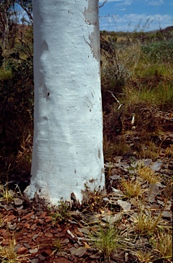 APII jpeg image of Corymbia candida subsp. lautifolia  © contact APII