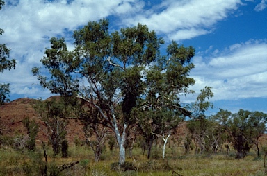 APII jpeg image of Corymbia candida subsp. lautifolia  © contact APII